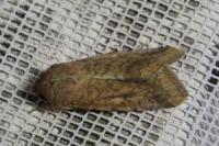 Helicoverpa armigera