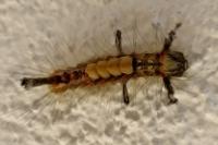 Orgyia antiqua