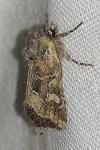 Luperina dumerilii