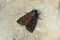Thalpophila matura