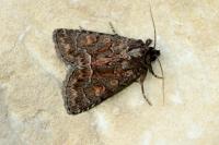 Thalpophila matura