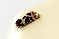 Arctia caja