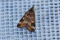 Pyrausta despicata