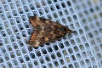 Pyrausta despicata