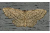 Scopula nigropunctata