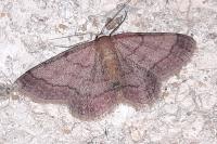 Scopula rubiginata