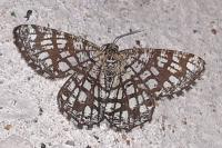 Chiasmia clathrata