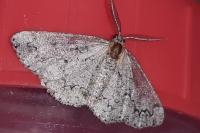 Cleorodes lichenaria