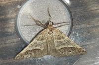 Perigune narbonea