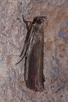 Oncocera semirubella