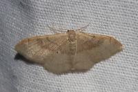 Idaea degeneraria
