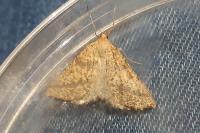 Aspitates ochrearia