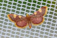 Hypsopygia costalis