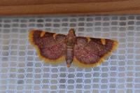 Hypsopygia costalis