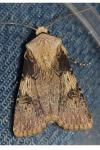 Agrotis puta
