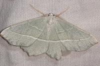 Campaea margaritaria