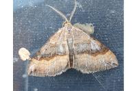 Scotopteryx chenopodiata
