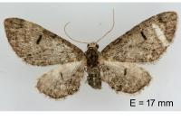 Eupithecia ultimaria