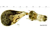 Eupithecia ultimaria