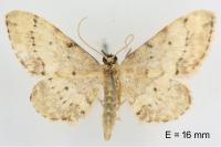 Idaea efflorata