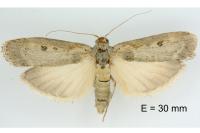 Lamoria zelleri
