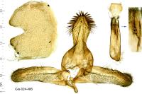 Lamoria zelleri