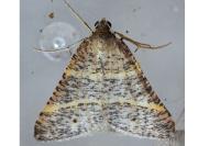 Perigune narbonea