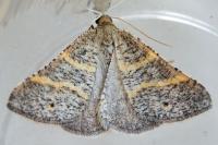 Perigune narbonea