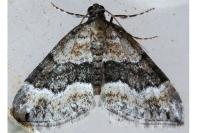Perizoma bifaciata