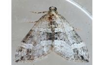 Perizoma bifaciata