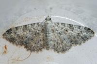 Eupithecia semigraphata
