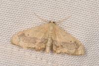 Idaea aversata