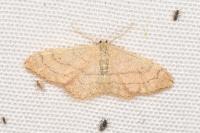 Idaea aversata