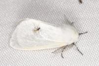 Leucoma salicis