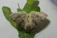 Cymatophorina diluta