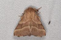 Malacosoma neustria
