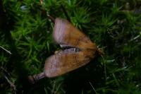 Anchoscelis pistacinoides