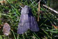 Aporophyla lueneburgensis
