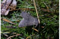 Aporophyla lueneburgensis