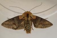 Abrostola triplasia