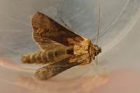 Abrostola triplasia