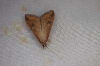 Udea ferrugalis