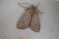 Xestia castanea