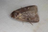 Xestia xanthographa