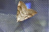Aplocera efformata