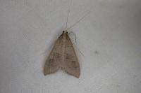 Mecyna asinalis