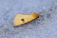 Diacrisia sannio