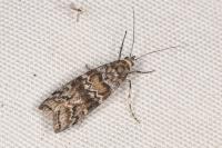Dioryctria abietella