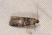 Euzophera pinguis