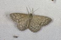 Scopula immorata